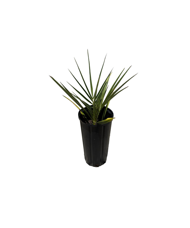 Phoenix Dactylifera / Date Palm / True Date Palm Tree - 1.5 Gallon