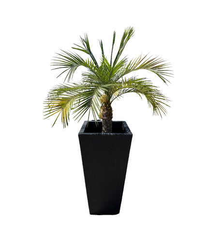 Pygmy Date Palm / Phoenix Robellini - 24 Gallon