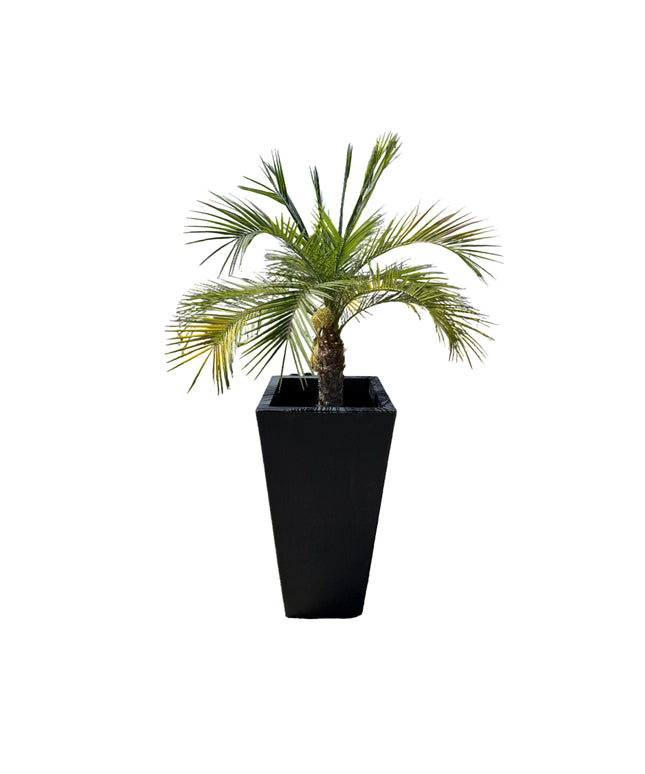 Pygmy Date Palm / Phoenix Robellini - 24 Gallon