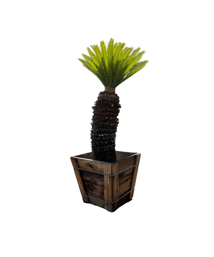 Sago Palm Cycas Revoluta Specimen Tree - 24 Inch Box