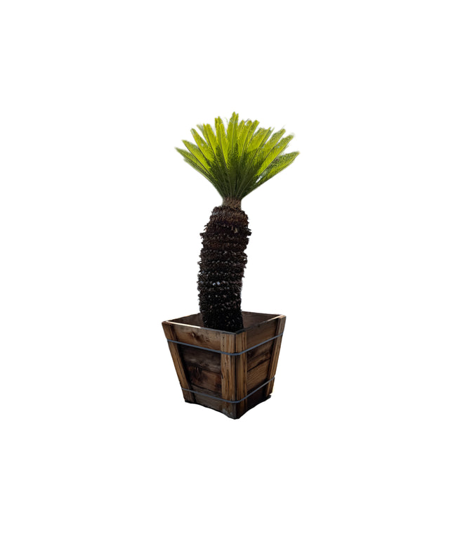 Sago Palm Cycas Revoluta Specimen Tree - 24 Inch Box