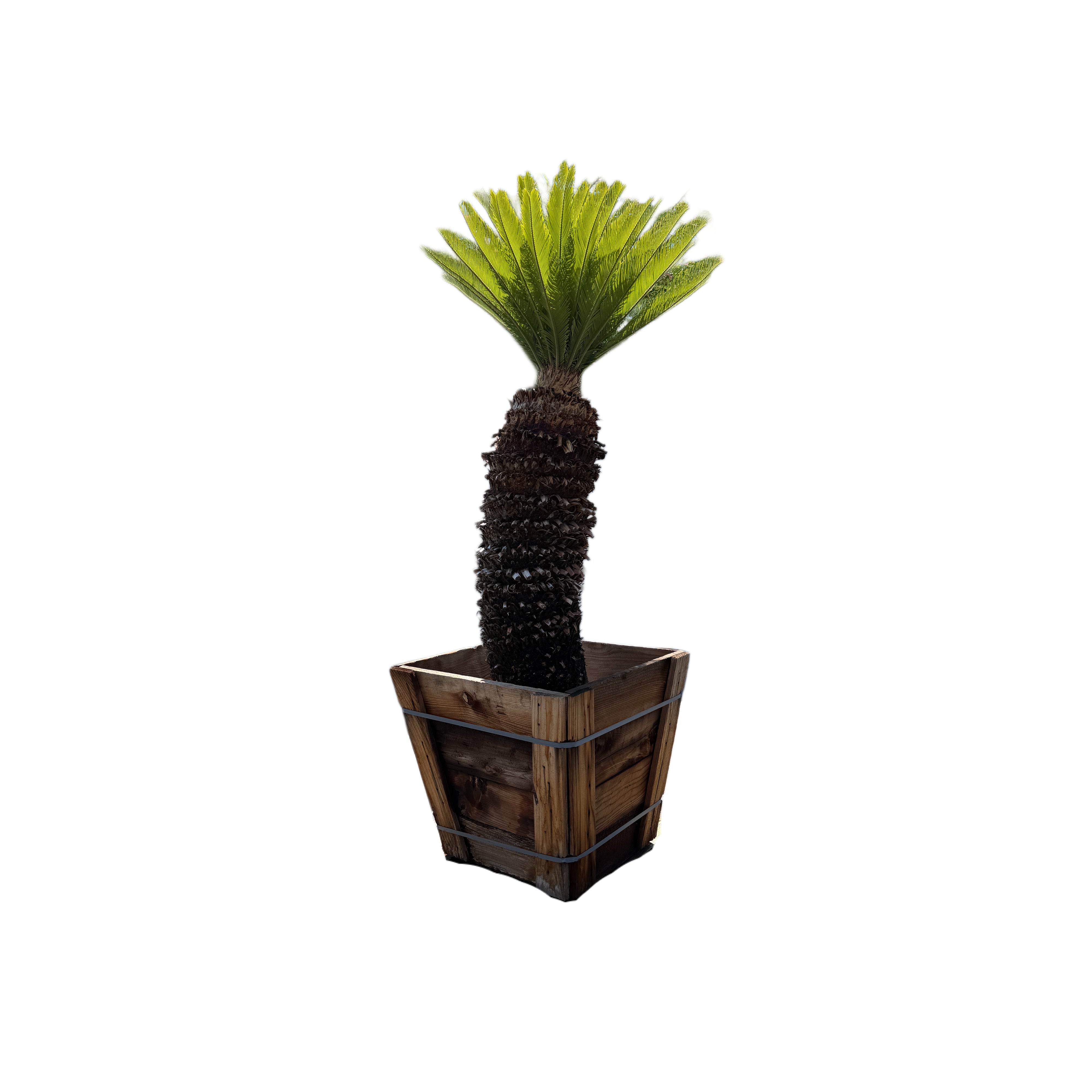 planter box palm tree Sago Palm Cycas Revoluta Specimen Tree