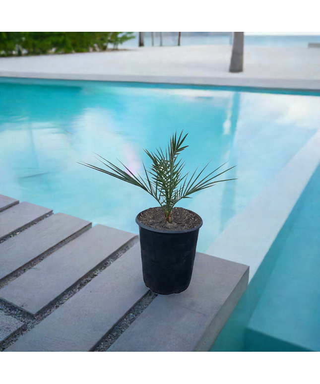 Canary Island Date Palm / Phoenix Canariensis / Pineapple Palm - 5 Gallon